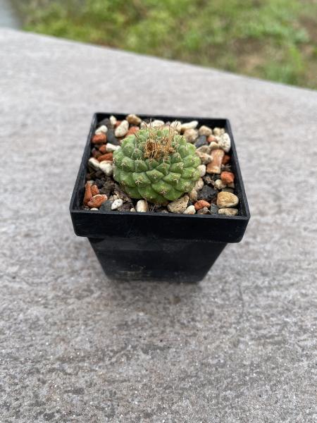 Strombocactus disciformis